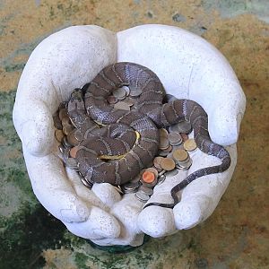 Jack's Water Snake (Homalopsis mereljcoxi)