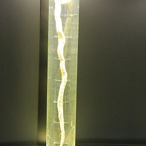 preserved specimen - Omkoi Lance-headed Pit Viper (Protobothrops kelomohy)