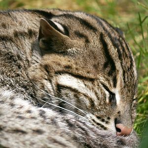 Fishing cat (Prionailurus viverrinus)