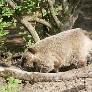 South American coati (Nasua nasua)