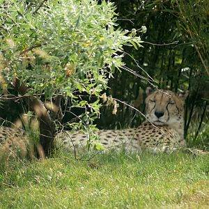 South african cheetah (Acinonyx jubatus jubatus)