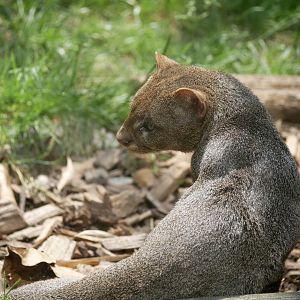 Jaguarundi (Herpailurus yagouaroundi)