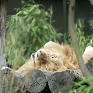 African lion (Panthera leo melanochaita)