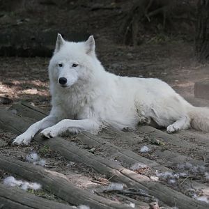 Arctic wolf (Canis lupus arctos)