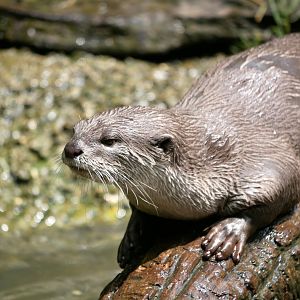 Smooth-coated otter (Lutrogale perspicillata)