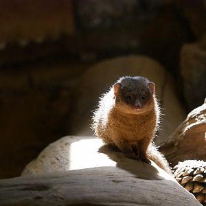 Common dwarf mongoose (Helogale parvula)