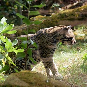 Ocelot (Leopardus pardalis)