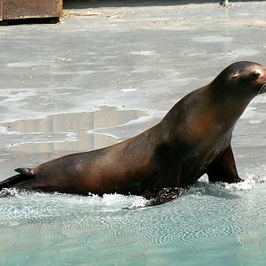 California sea lion (Zalophus californianus)