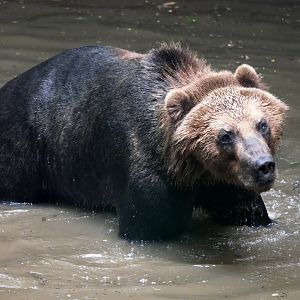 Kamchatka brown bear (Ursus arctos beringianus)