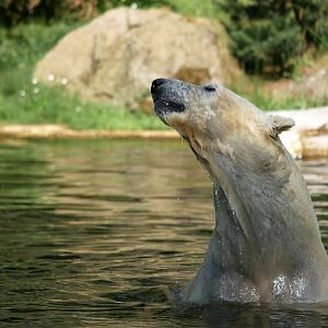 Polar bear (Ursus maritimus)