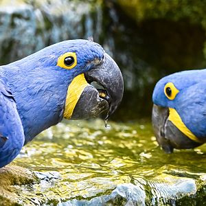 Hyacinth macaws