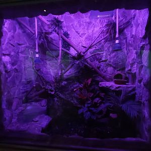 Tokay gecko - exhibit