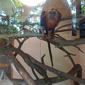 Tamarin - indoor exhibit