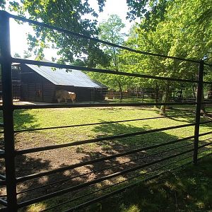 Common eland - exhibit