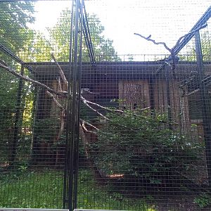 Hornbill - exhibit