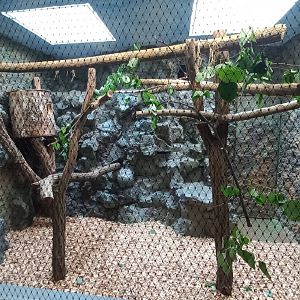 Eclectus - indoor exhibit