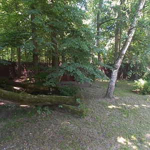 Maned wolf - outdoor exhibit