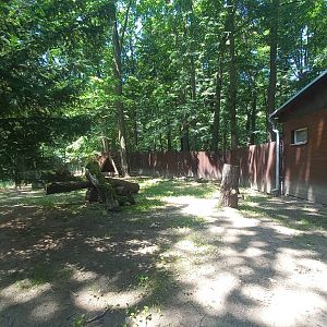 Maned wolf - outdoor exhibit