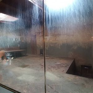 Lion - indoor exhibit