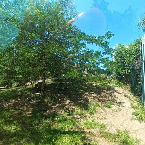 Lion - outdoor exhibit