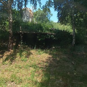 Tiger - outdoor exhibit