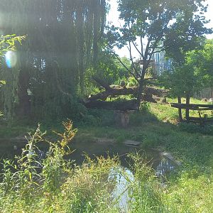 Tiger - outdoor exhibit