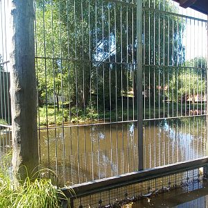 Tiger - outdoor exhibit