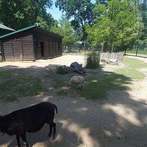 Domestic animals - exhibit