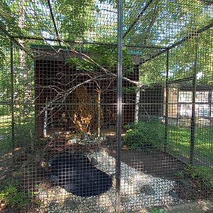 Red-billed blue magpie - aviary