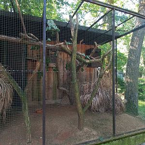 Superb parrot - aviary
