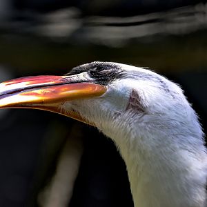 Von der Decken's hornbill (Tockus deckeni)