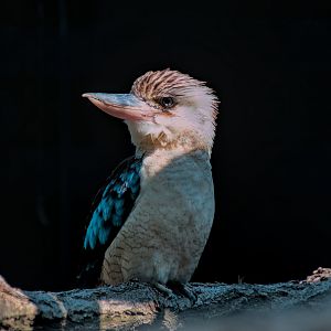 Blue-winged kookaburra (Dacelo leachii)
