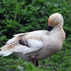 Id please if possible?