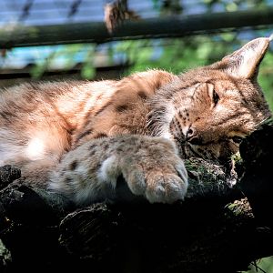 Eurasian lynx (Lynx lynx)