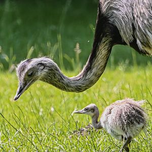 Greater rhea