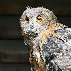 Eurasian eagle-owl