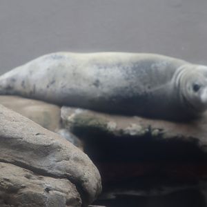 Atlantic Grey Seal