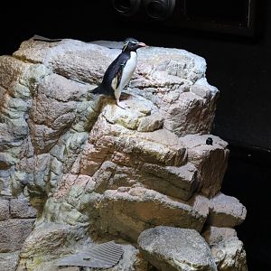 Southern Rockhopper Penguin