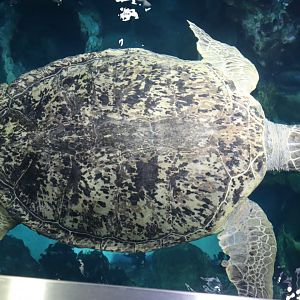 Myrtle the Loggerback Sea Turtle