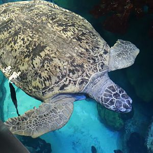 Myrtle the Loggerback Sea Turtle