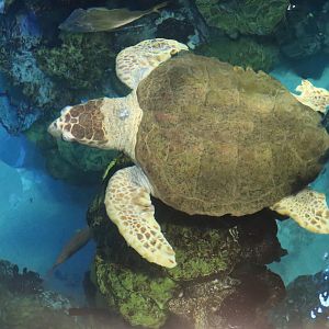 Green Sea Turtle