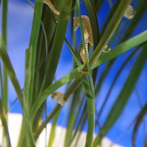 Caribbean Dwarf Seahorse