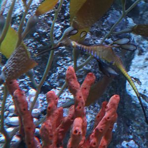 Weedy Sea Dragon