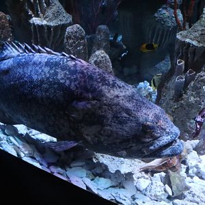 Goliath Grouper