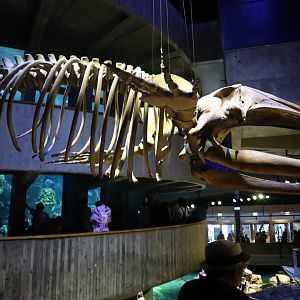 Whale Skeleton