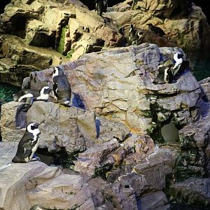 African Penguins