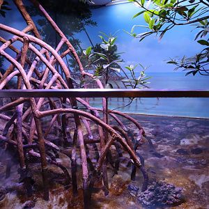 Mangrove Enclosure