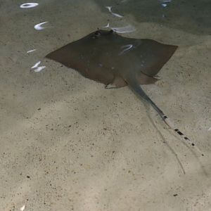Southern Stingray