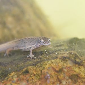 ID NEWT PLZEN ZOO