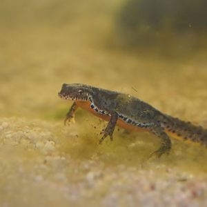 ID NEWT PLZEN ZOO